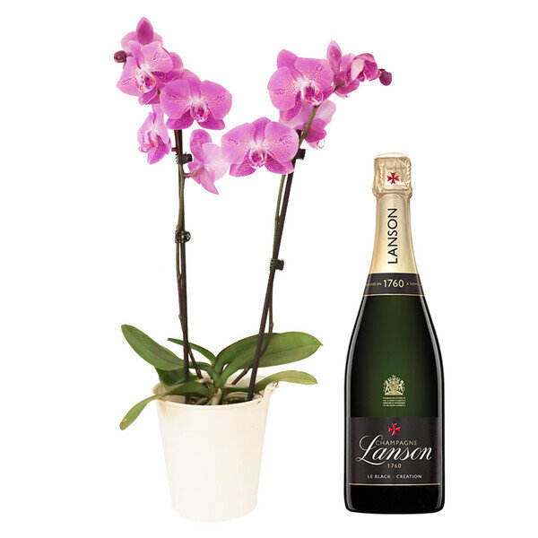 ORCHIDEE 2 BRANCHES + CHAMPAGNE LANSON