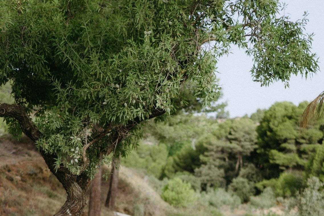 Masos Valle de Guadalest 6