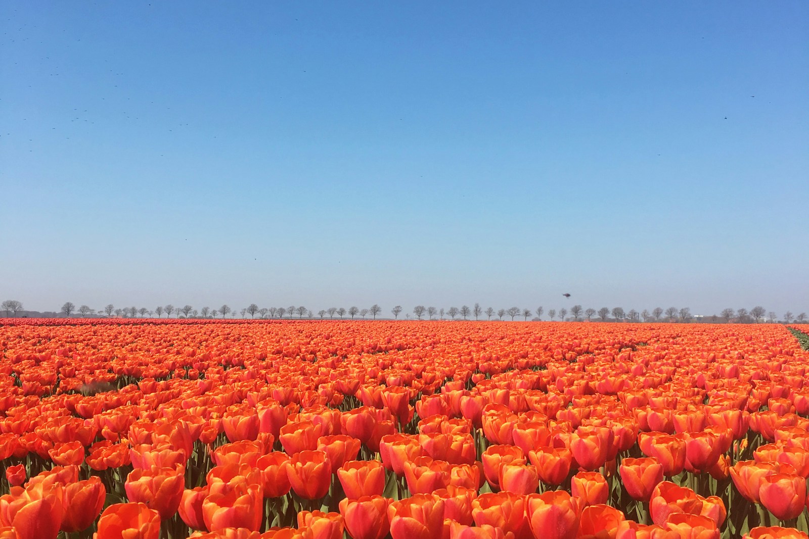 郁金香花田