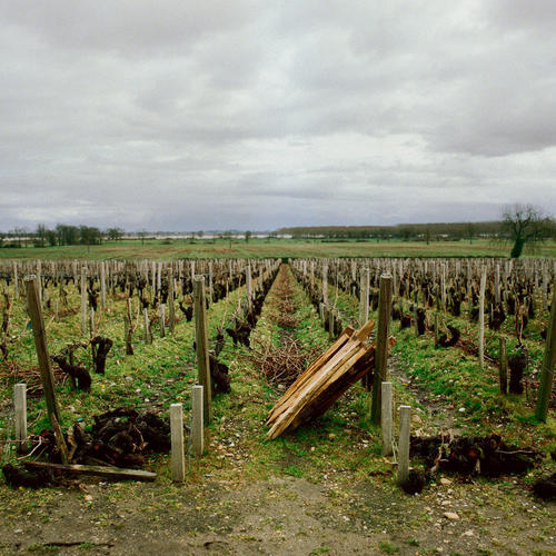 苏玳 (Sauternes)