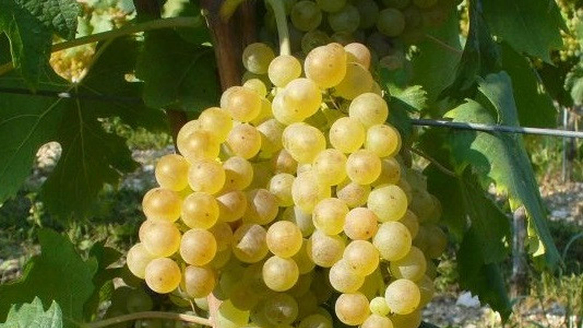 卡尔卡耐卡 (Garganega)