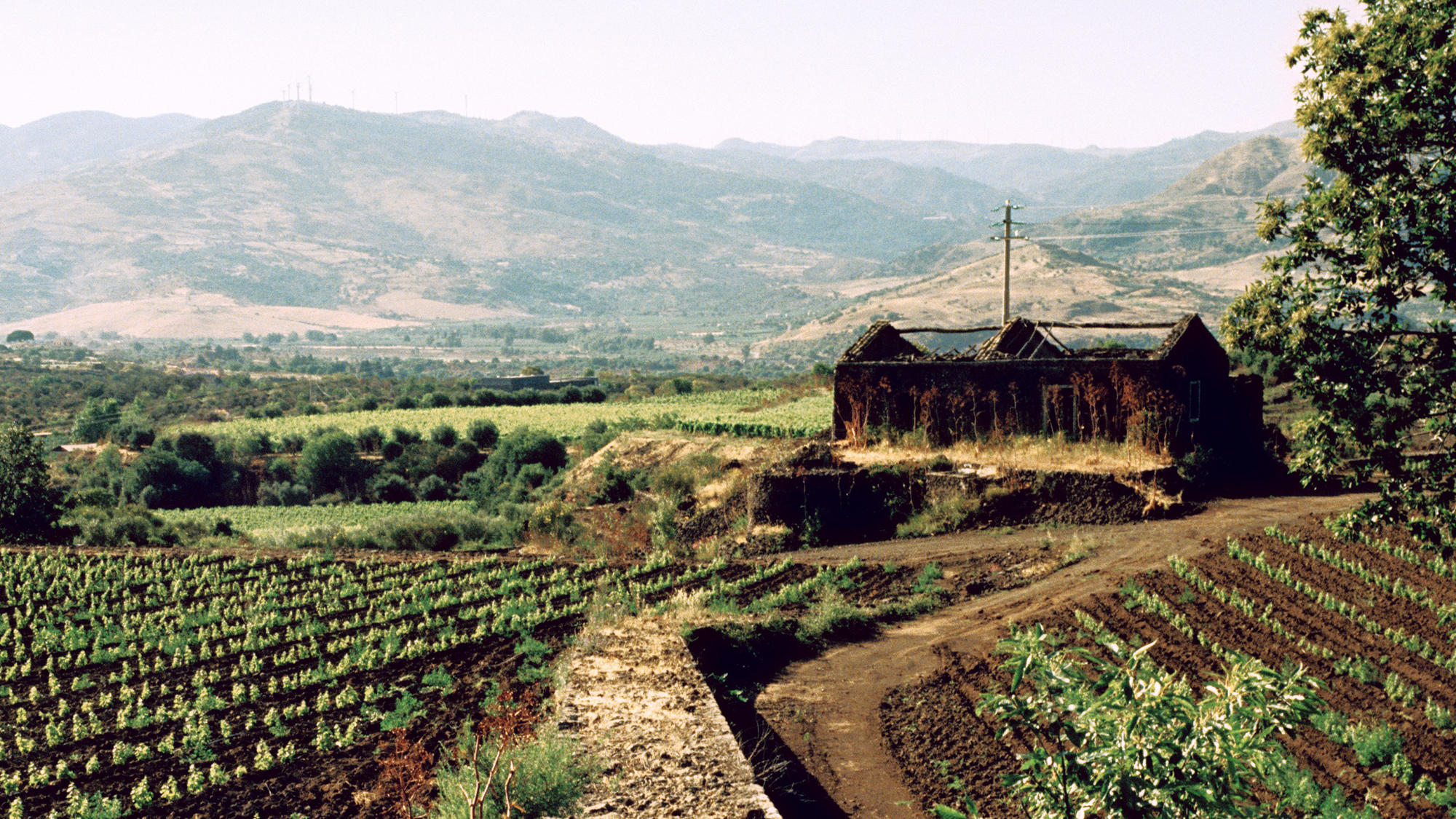 索阿维 (Soave)