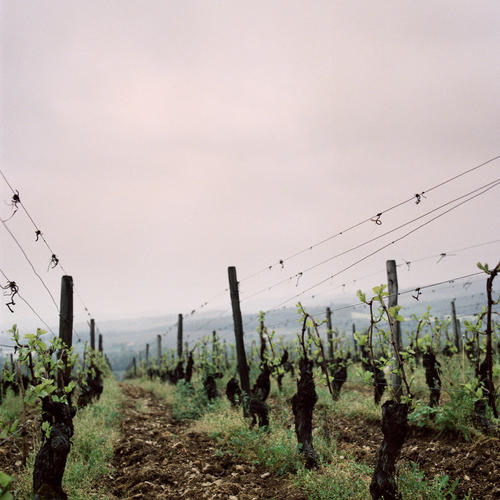 产区：Vouvray